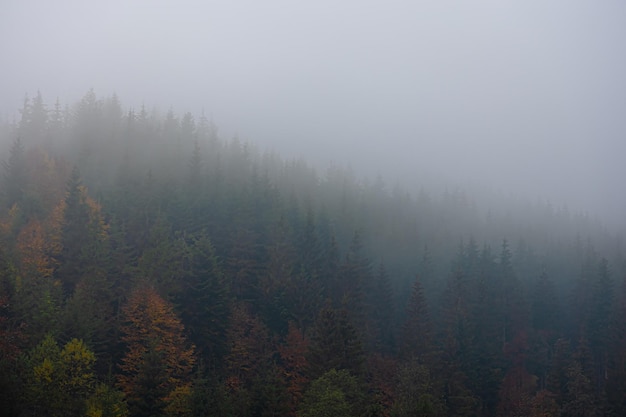 减肥晚餐吃什么食物好？